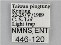 褐點仿眉刺蛾藏品圖，第3張