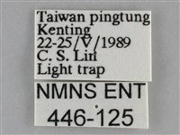 褐點仿眉刺蛾藏品圖，第3張