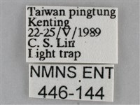 褐點仿眉刺蛾藏品圖，第3張