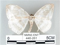 圓翅大鉤蛾藏品圖，第1張