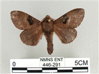 大斑Y毛蟲藏品圖，第1張