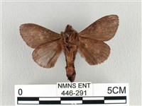 大斑Y毛蟲藏品圖，第2張