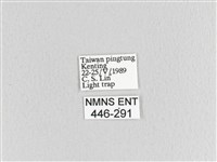 大斑Y毛蟲藏品圖，第3張