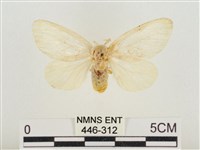 榕透翅毒蛾藏品圖，第1張