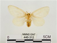 榕透翅毒蛾藏品圖，第2張