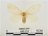 榕透翅毒蛾藏品圖，第1張