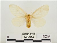 榕透翅毒蛾藏品圖，第2張