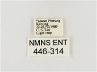 榕透翅毒蛾藏品圖，第3張