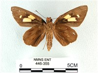 香蕉弄蝶藏品圖，第2張