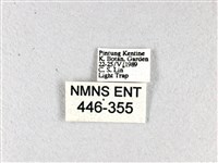 香蕉弄蝶藏品圖，第3張