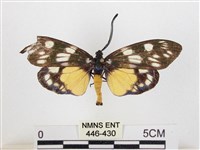 蓬萊茶斑蛾藏品圖，第1張