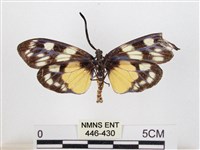 蓬萊茶斑蛾藏品圖，第2張