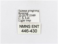 蓬萊茶斑蛾藏品圖，第3張