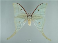 長尾水青蛾藏品圖，第1張