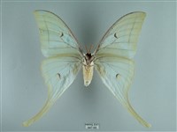 長尾水青蛾藏品圖，第2張