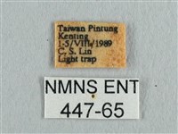 長尾水青蛾藏品圖，第3張