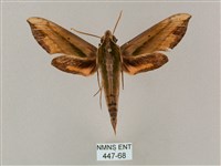 斜綠天蛾藏品圖，第1張