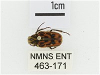 叉斑陷紋金龜藏品圖，第1張