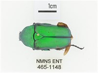 金艷騷金龜藏品圖，第1張