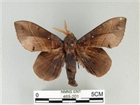 松大毛蟲藏品圖，第1張