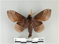 松大毛蟲藏品圖，第2張