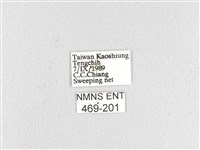 松大毛蟲藏品圖，第3張