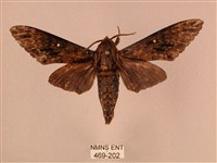 白星天蛾藏品圖，第1張