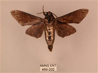 白星天蛾藏品圖，第2張