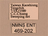 白星天蛾藏品圖，第3張