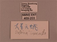 白星天蛾藏品圖，第3張