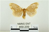 黑翅黃毒蛾藏品圖，第1張