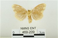 黑翅黃毒蛾藏品圖，第2張