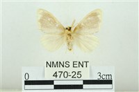 黑翅黃毒蛾藏品圖，第2張