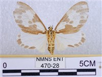 後凸蝶燈蛾藏品圖，第1張