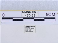 後凸蝶燈蛾藏品圖，第3張