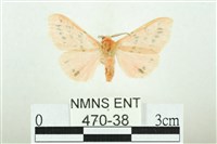 三條橙燈蛾藏品圖，第1張