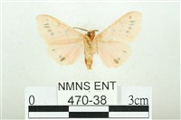 三條橙燈蛾藏品圖，第2張