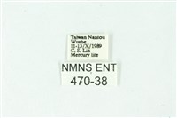 三條橙燈蛾藏品圖，第3張