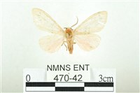 三條橙燈蛾藏品圖，第1張