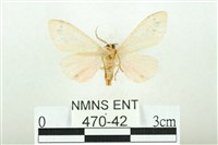 三條橙燈蛾藏品圖，第2張