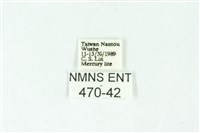 三條橙燈蛾藏品圖，第3張