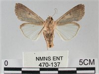 斜紋夜盜蛾藏品圖，第2張