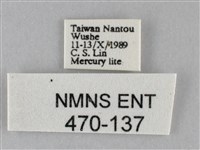 斜紋夜盜蛾藏品圖，第3張