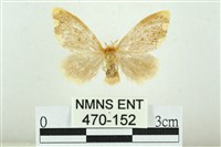 黑翅黃毒蛾藏品圖，第1張