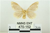 黑翅黃毒蛾藏品圖，第2張