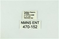 黑翅黃毒蛾藏品圖，第3張