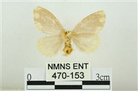 黑翅黃毒蛾藏品圖，第2張