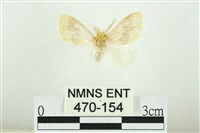 寬紋黃毒蛾藏品圖，第1張