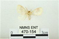 寬紋黃毒蛾藏品圖，第2張