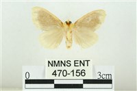 黑翅黃毒蛾藏品圖，第2張